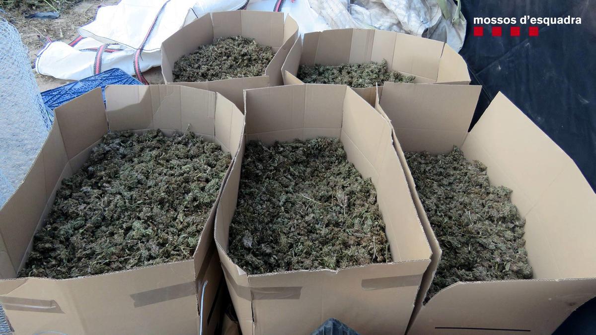 Diverses caixes amb més de 100 quilos de cabdells de marihuana a la plantació desmantellada a Olesa de Montserrat