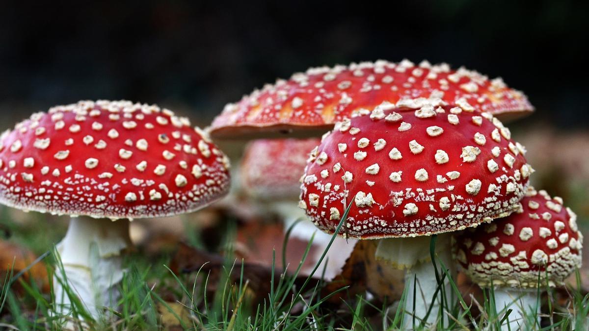 La amanita muscaria: una seta de cuento con efectos mortales