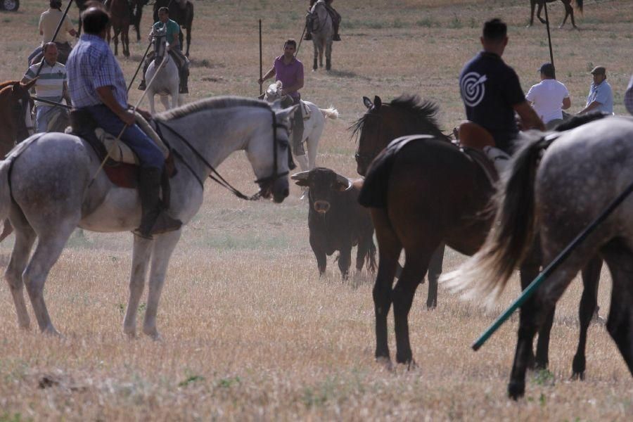 Encierro de campo en Villaescusa