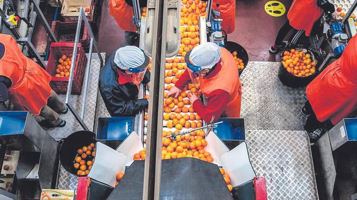 Trabajadoras en un almacén citrícola.