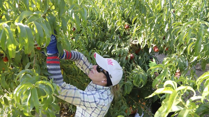 El Ministerio de Agricultura convoca las ayudas del programa de prácticas &#039;Cultiva&#039; por 1,2 millones
