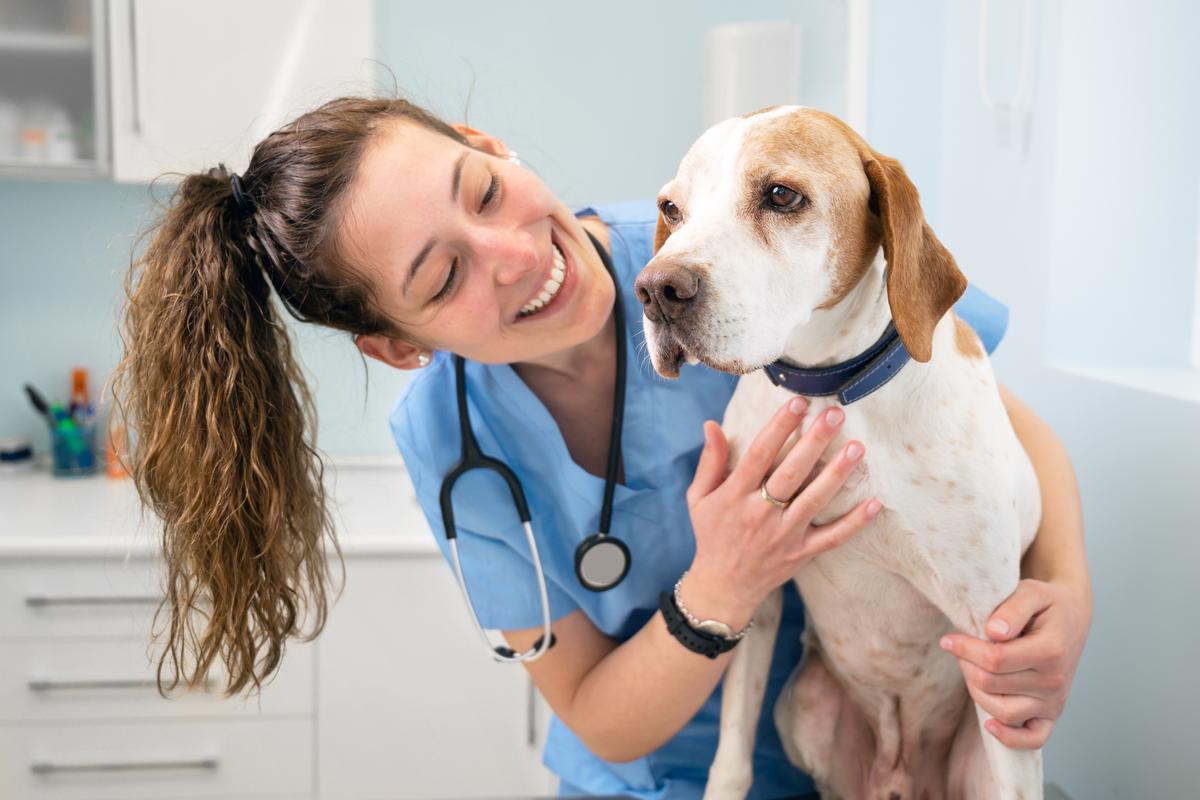 La llei neix amb l'objectiu de donar protecció als animals.