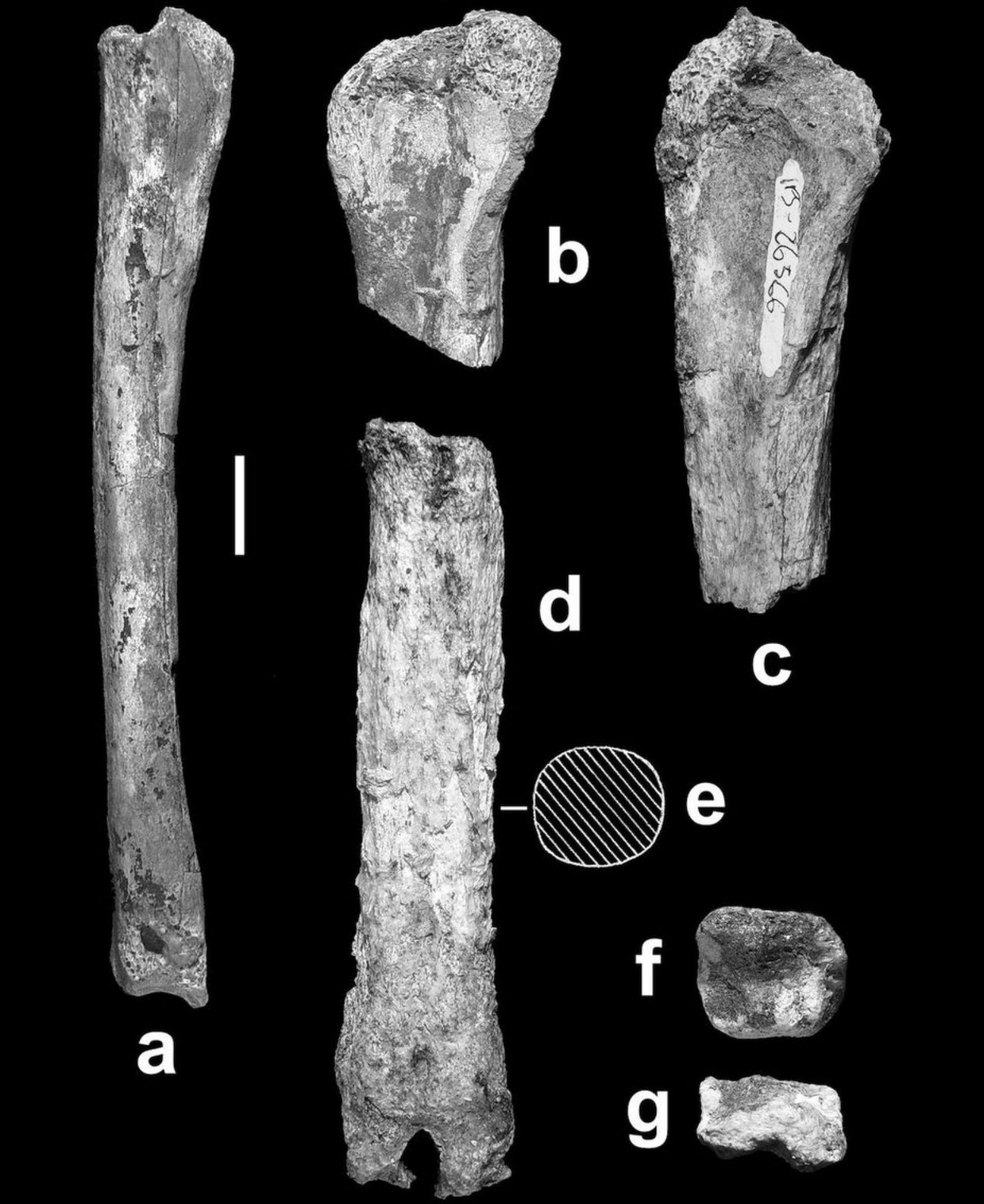 Tibia y restos de huesos de ‘Ebusia moralesi’ del mismo artículo.