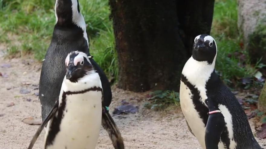 Una pareja de pingüinos gais roba un huevo para cuidarlo juntos