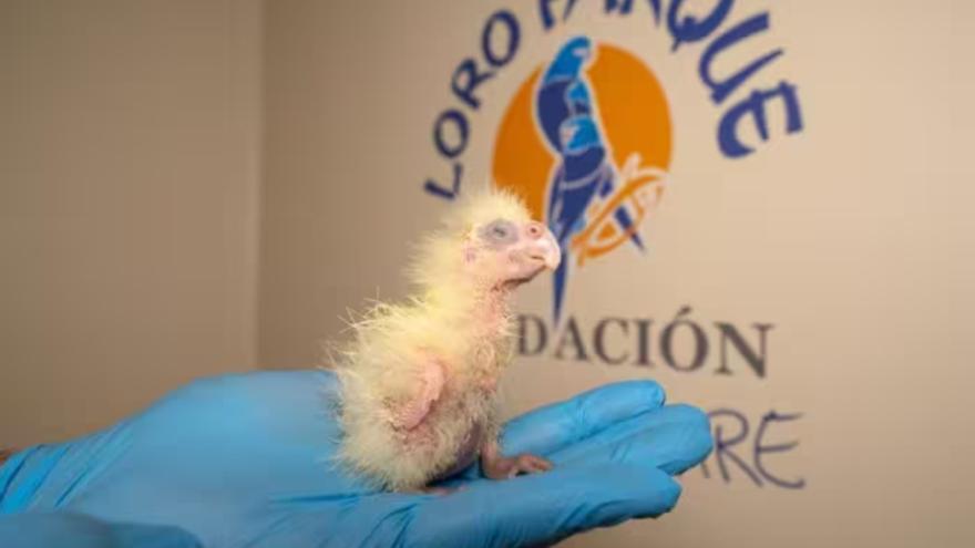 Nace en Loro Parque la primera cacatúa colirroja de Europa.