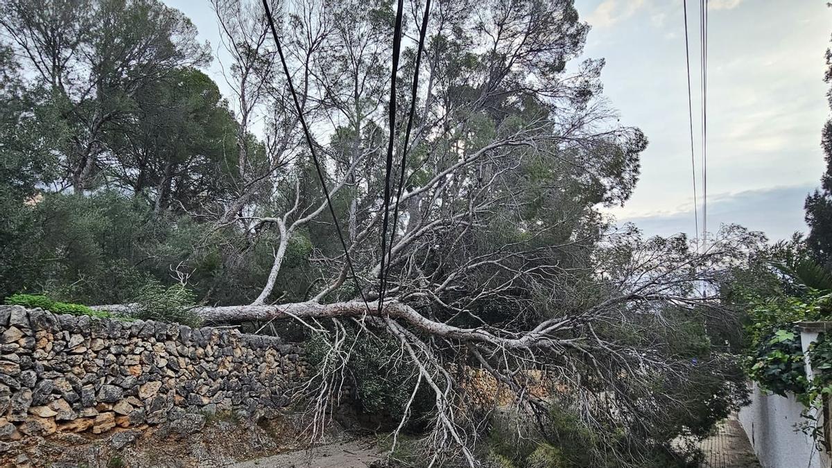 FOTOS | El vendaval provoca decenas de incidentes en Mallorca