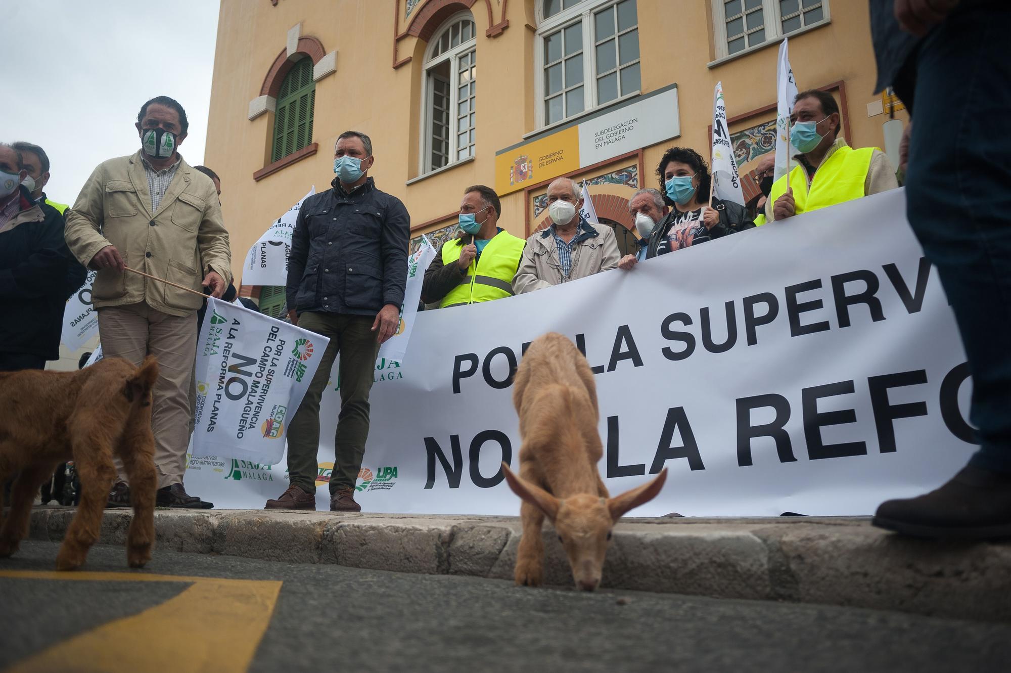 Los agricultores malagueños protestan contra la reforma del PAC