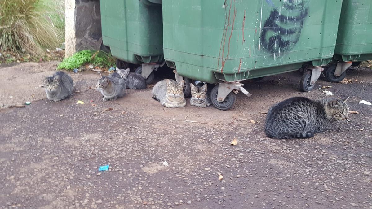 Los gatos de Canarias reducen las poblaciones del lagarto tizón