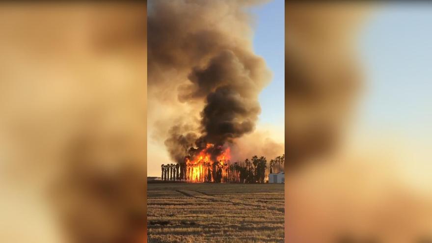 Arde un palmeral ubicado entre arrozales en Riola