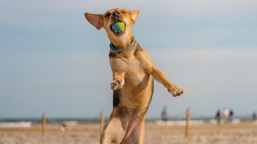 &quot;La foto del verano, edición peludos&quot;: participa en nuestro concurso fotográfico y consigue fantásticos premios