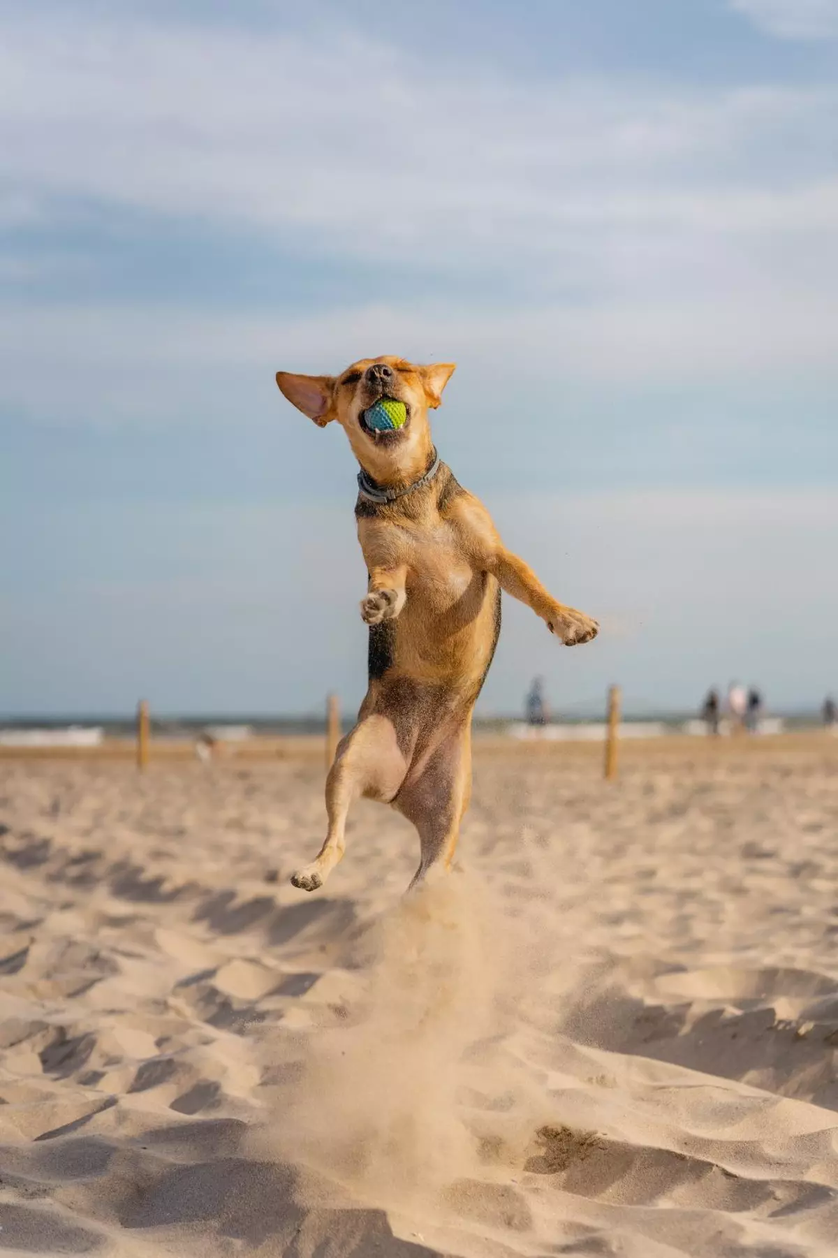 "La foto del verano, edición peludos": participa en nuestro concurso fotográfico y consigue fantásticos premios