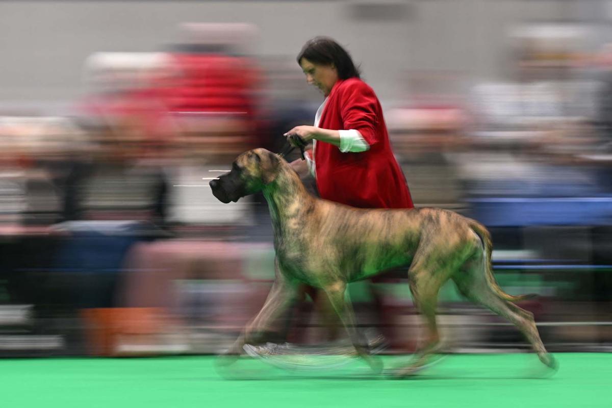 Exposición canina en el Centro Nacional de Exposiciones de Birmingham