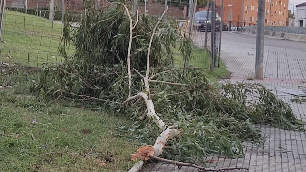 La rama arrancada de cuajo por el viento.