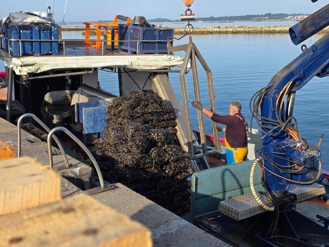 Los bateeiros vuelven a la carga tras la veda natural del episodio tóxico primaveral