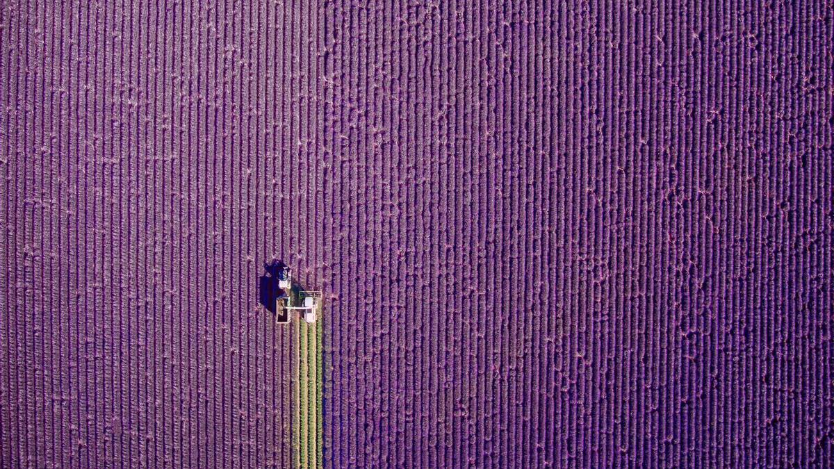 Campos de lavanda en Valensole