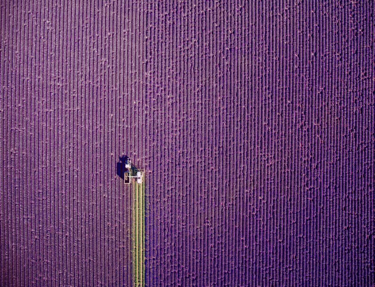 Campos de lavanda en Valensole