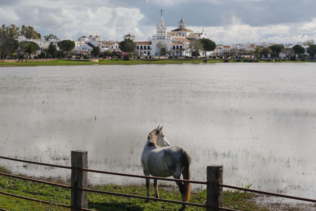 Imagen del paraje natural de las marismas de Doñana presentando una inusual inundación del 90% de su superficie. A 12 de marzo de 2026 en Almonte, Huelva (Andalucía, España). Las marismas de Doñana, tras las últimas abundantes lluvias presentan una recuperación destacada con el 90% del total de su superficie inundada, su mejor nivel de agua en 15 años, hecho que ha alentado a la vegetación y la reproducción de la fauna en general. Con respecto a la situación de las lagunas no responden de igual manera ya que dependen, para su inundación de los acuíferos, un sistema significativamente mermado por la sobreexplotación a la que ha sido sometido. 12 MARZO 2026 María José López / Europa Press 10/03/2026. María José López