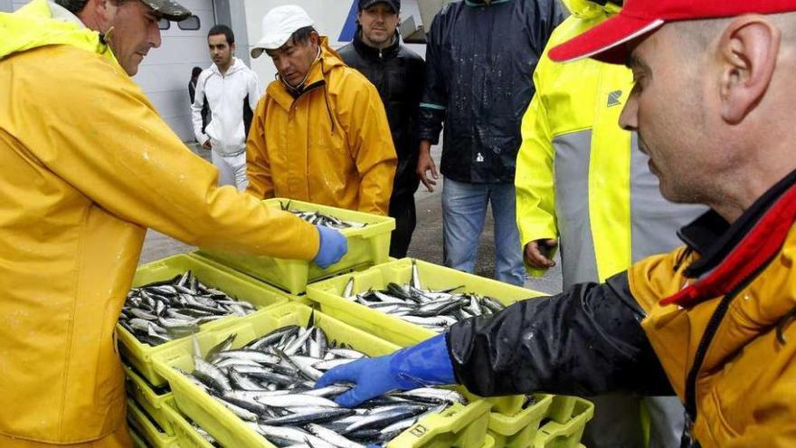 Descarga de anchoa en un puerto del Cantábrico.