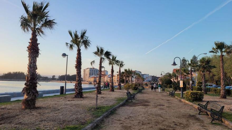 Cambados planta palmeras de una variedad más resistente al “picudo rojo”