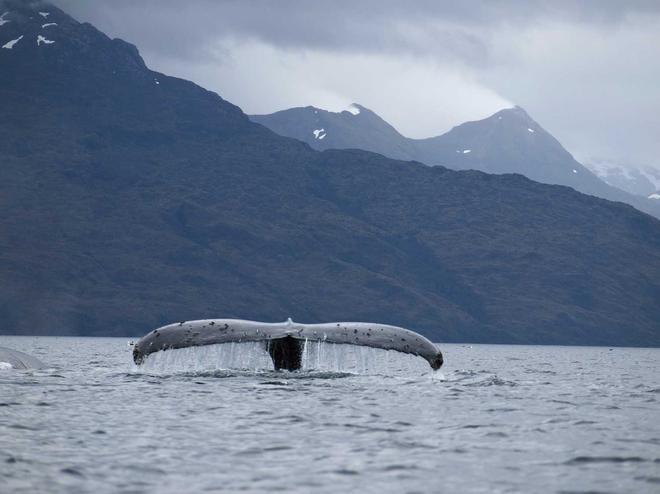 Ballena jorobada en el canal de Beagle.