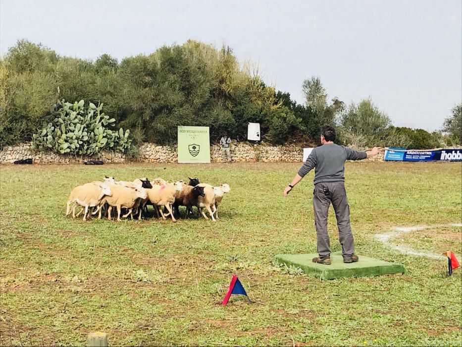 Campeonato de Balears de perros pastor en Son Mesquida (Felanitx)