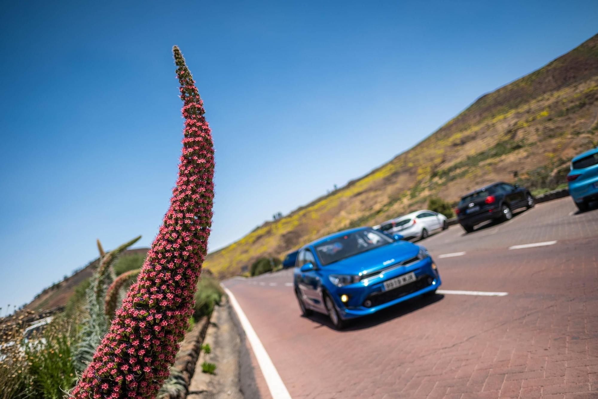 Tajinastes en Las Cañadas del Teide