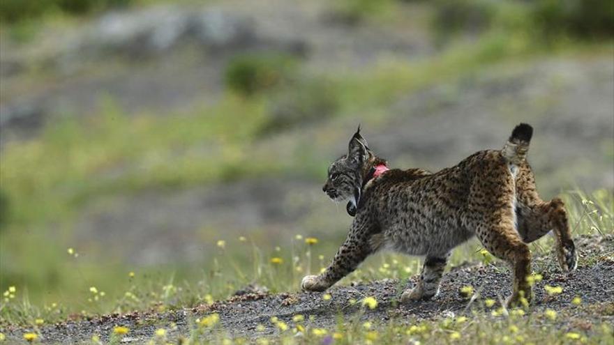 El lince ibérico acumula 39 bajas este año en España y Portugal