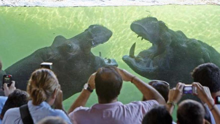 Dos hipopótamos en  actitud de pelea hacen las delicias de los visitantes a la cueva Kitum, una de las principales atracciones del zoo de Valencia.