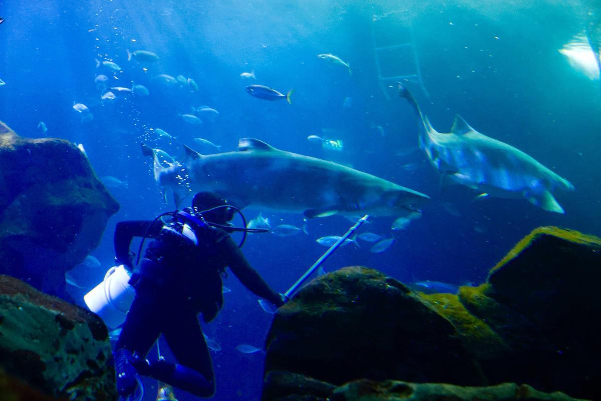 Un acuarista junto a los dos tiburones toro, en el Oceanario.