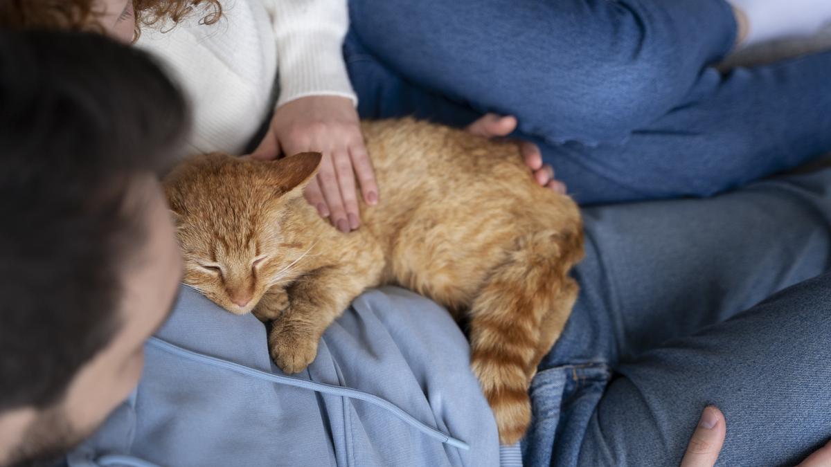 Las Razas de Gatos Más Cariñosos: Elige a tu Compañero Peludo con Amor Garantizado