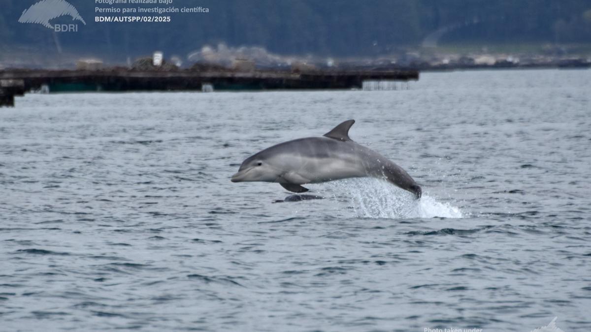 Los mamíferos marinos de Vigo, Pontevedra y Arousa se dejan querer por el BDRI