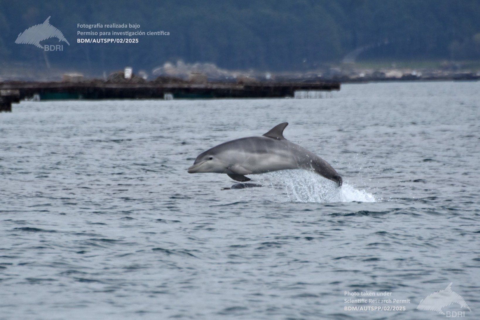 Biólogos, doctores y estudiantes del BDRI hacen un estrecho seguimiento de los mamíferos marinos en las rías de Vigo, Pontevedra y Arousa.