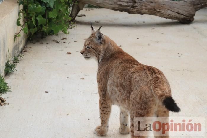 Las Águilas del Sol de Puerto Lumbreras piden ayud