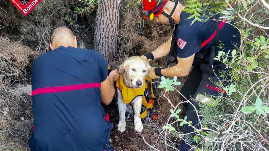 FOTOS: Els bombers rescaten un gos a Serra Gelada perquè no podia continuar la travessa per cansament
