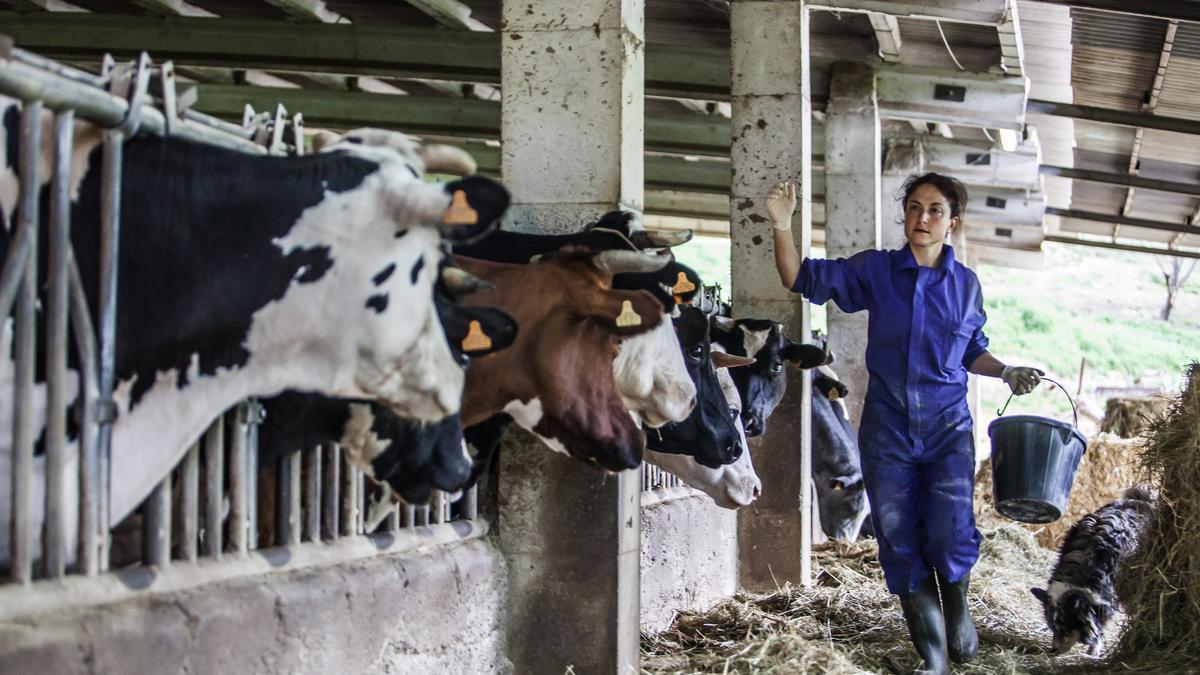 Vacas en la explotación del Mas el Lladré, que gestionan las hermanas Imma y Marina Puigcorbé en Les Lloses (Ripollès).