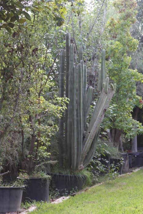 Mallorcas Gärtnereien: Bei „Jardins de Tramuntana“ sehen Besucher, welche Pﬂanzen auf der Insel gut gedeihen und wie viel Gestaltung möglich ist