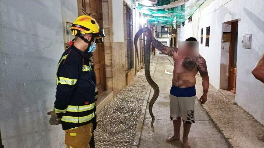 Aparece una serpiente de más de dos metros en una calle de Benisssa