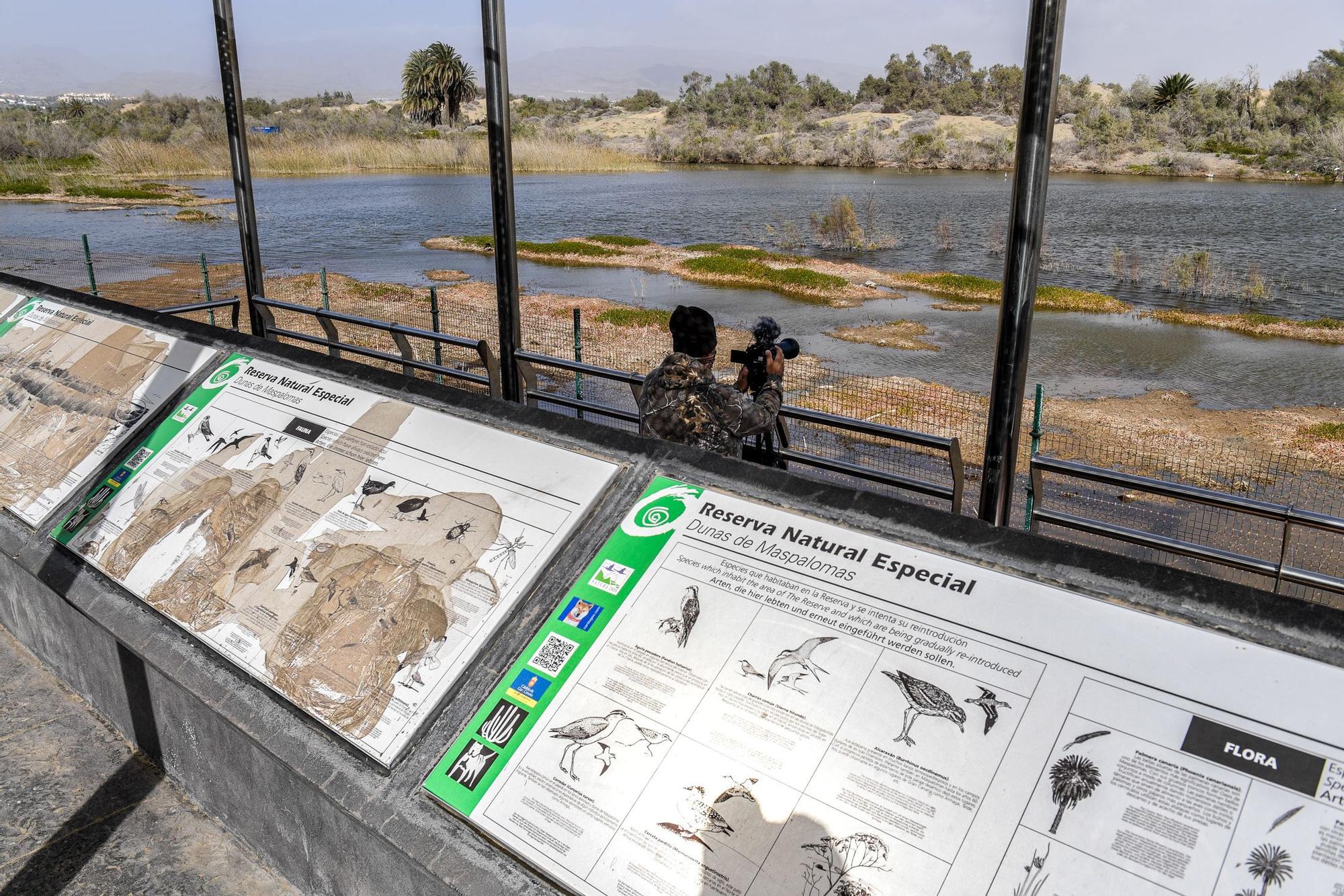 Avistamiento de fauna en la charca de Maspalomas