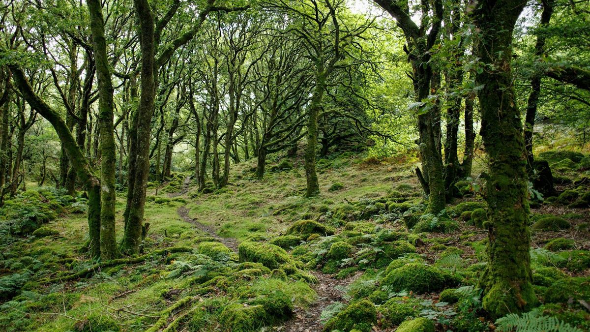 Bosque con diferentes especies de árboles.