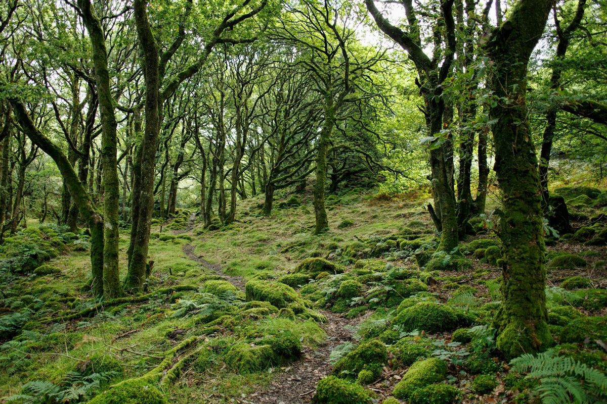 Bosque con diferentes especies de árboles.
