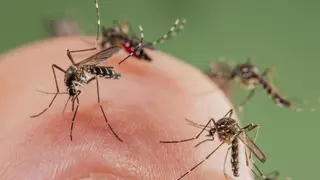 El PSPV denuncia inacció de la Diputació de Castelló front l’augment “descontrolat” de plagues en ple pic turístic