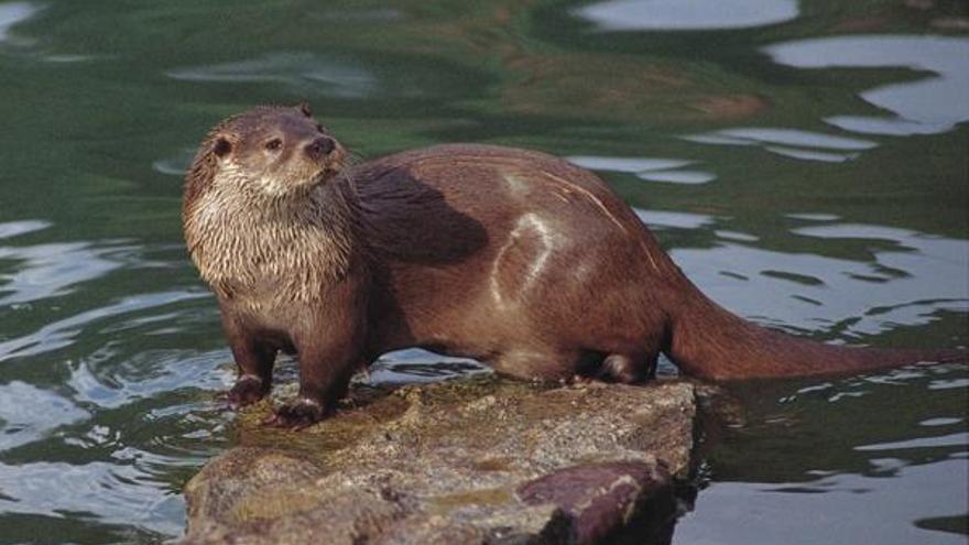 La nutria cada vez coloniza más territorio