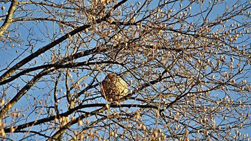 Un nido de velutina formado en la copa de un árbol por las avispas.