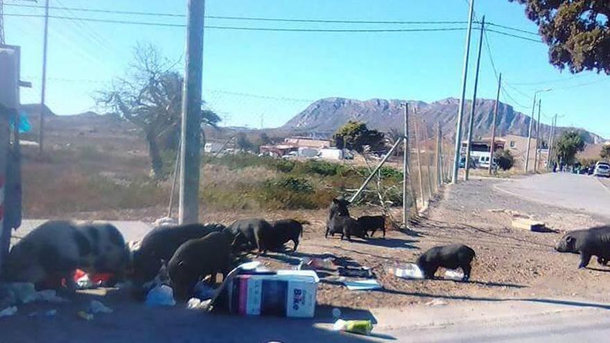 Cerdos vietnamitas en el barrio del Cementerio