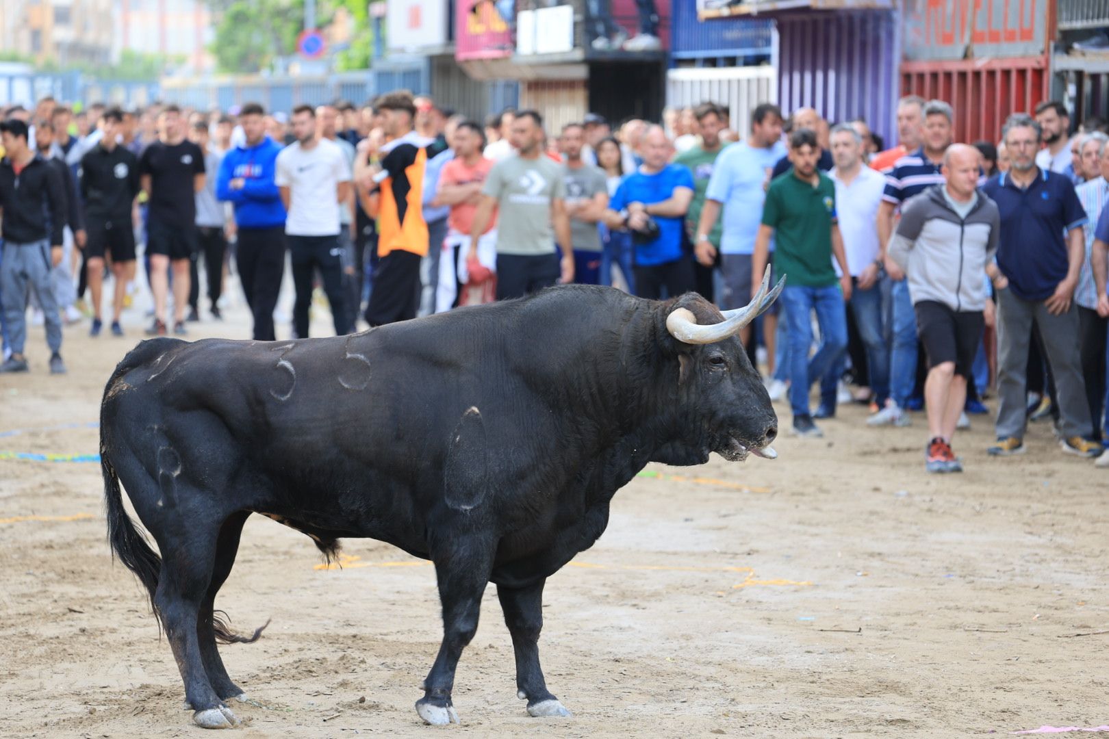Fotos de la tarde taurina del jueves de las fiestas de Sant Pasqual en Vila-real