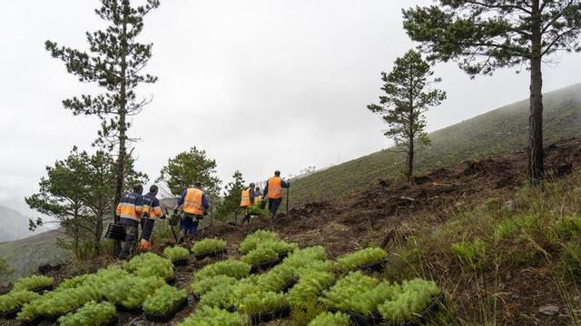 Reforestación Motor Verde en Grandas de Salime (Asturias)