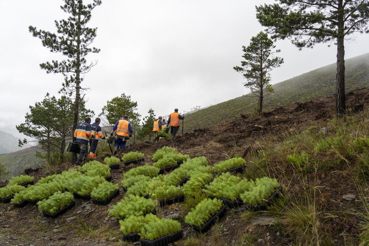 Reforestación Motor Verde en Grandas de Salime (Asturias)