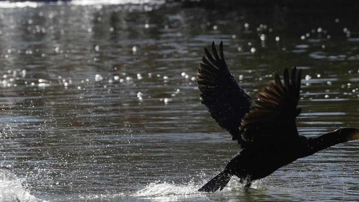 Aves migratorias en el ríos Duero a su paso por Zamora capital.