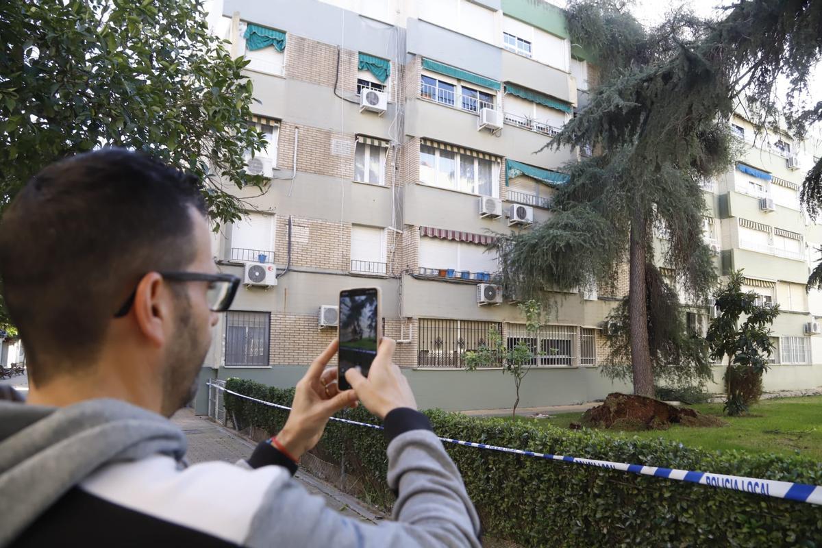 Un pino caído sobre un edificio en el barrio del Figueroa, el pasado 14 de febrero.