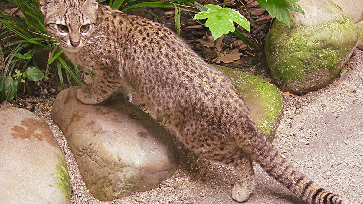 Gato safari: La rareza y distinción se unen en una de las razas de gatos más caras del mundo